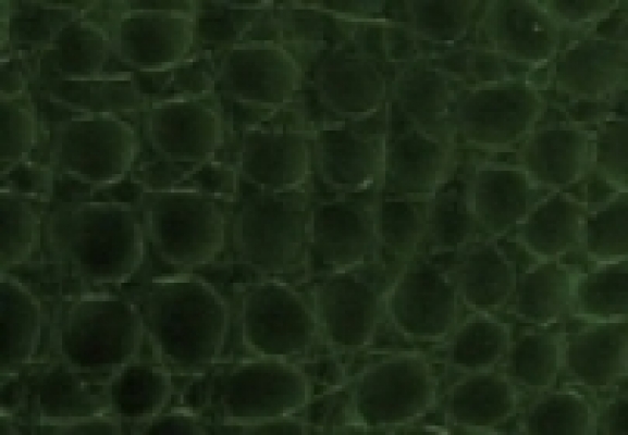 ���������� Caiman, ����� ����, ������� ����